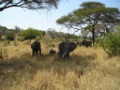 Elephants in Tarangire NP